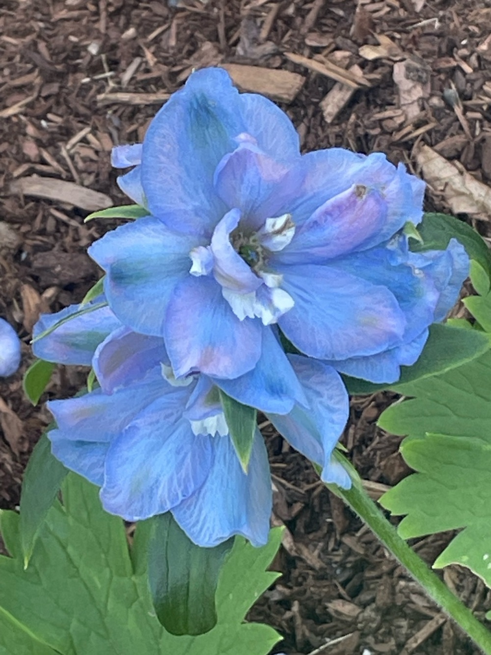 Welcome 🦋 - Picture 2 of 6